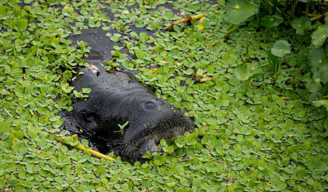 A manatee munches on water plants on the east side of the lock at the Franklin Locks in Southwest Fla. on Oct. 9, 2023.