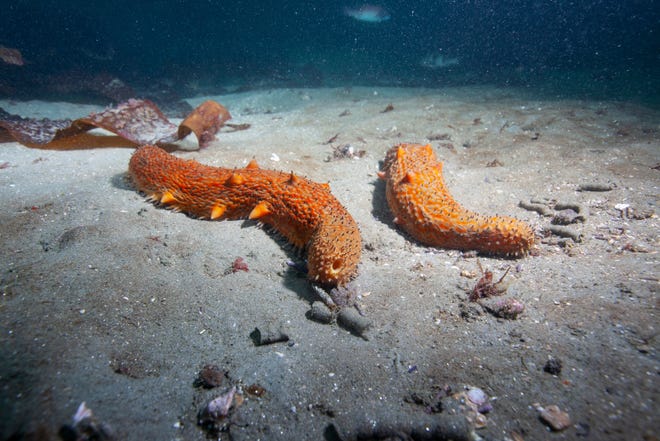 Sea cucumbers on the sandy bottom off the San Diego, Calif., coast on Aug. 8, 2023.