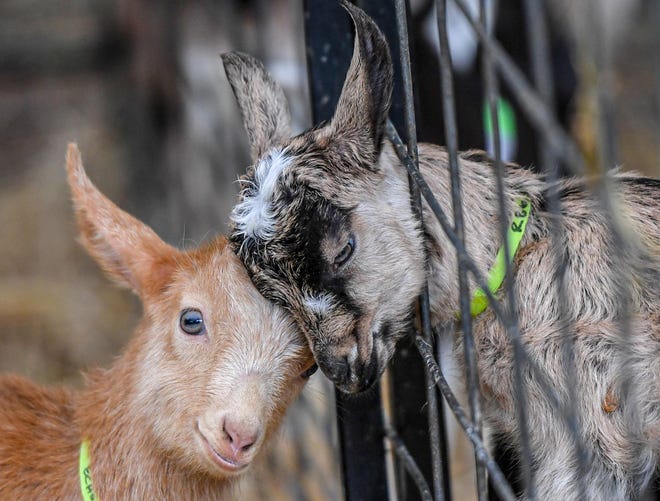 Two goats rub heads during the Split Creek Farm annual Spring Means Babies event, featuring newborn baby goats at the farm in Anderson, S.C. on April 22, 2023. The farm, an internationally-recognized Grade A goat dairy farm since 1985, hosted the giant baby goat party.