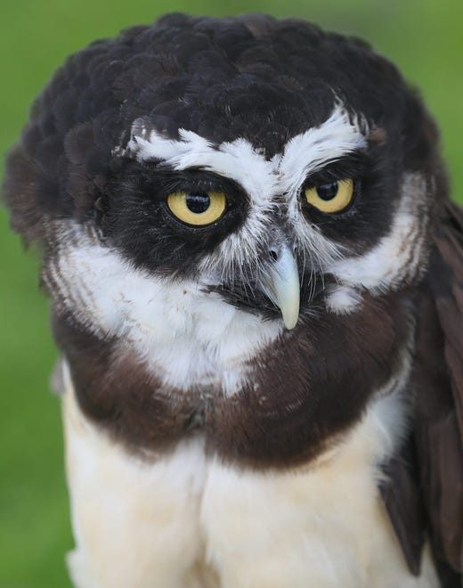 Thousands were on hand for the annual Birds of Prey Day at Green Chimneys in Putnam Lake in Brewster, N.Y. on June 4, 2023. The event attracts falconers and wildlife experts from all over the country.