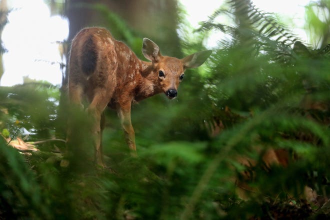 A doe is pictured on June 26, 2023 on Bremerton, Wash.
“As I was in photographing an owl perched in a tree from my yard, my neighbor told me that a fawn and doe were bedding down in the ferns ... I crept up there and ... was able to catch a glimpse of the little darling just as it laid down in the beautiful dappled sunlight,” said Meegan Reid.