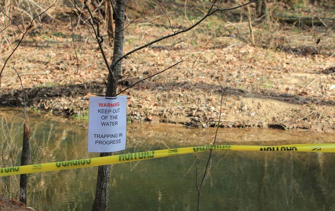 Lethal beaver trapping is legal in North Carolina if damage has occurred on a landowner's property.